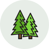 Pine Derivatives in Tradeasia